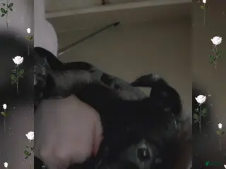 Pitsky dogs Pitsky Puppy 3 - Ad 1