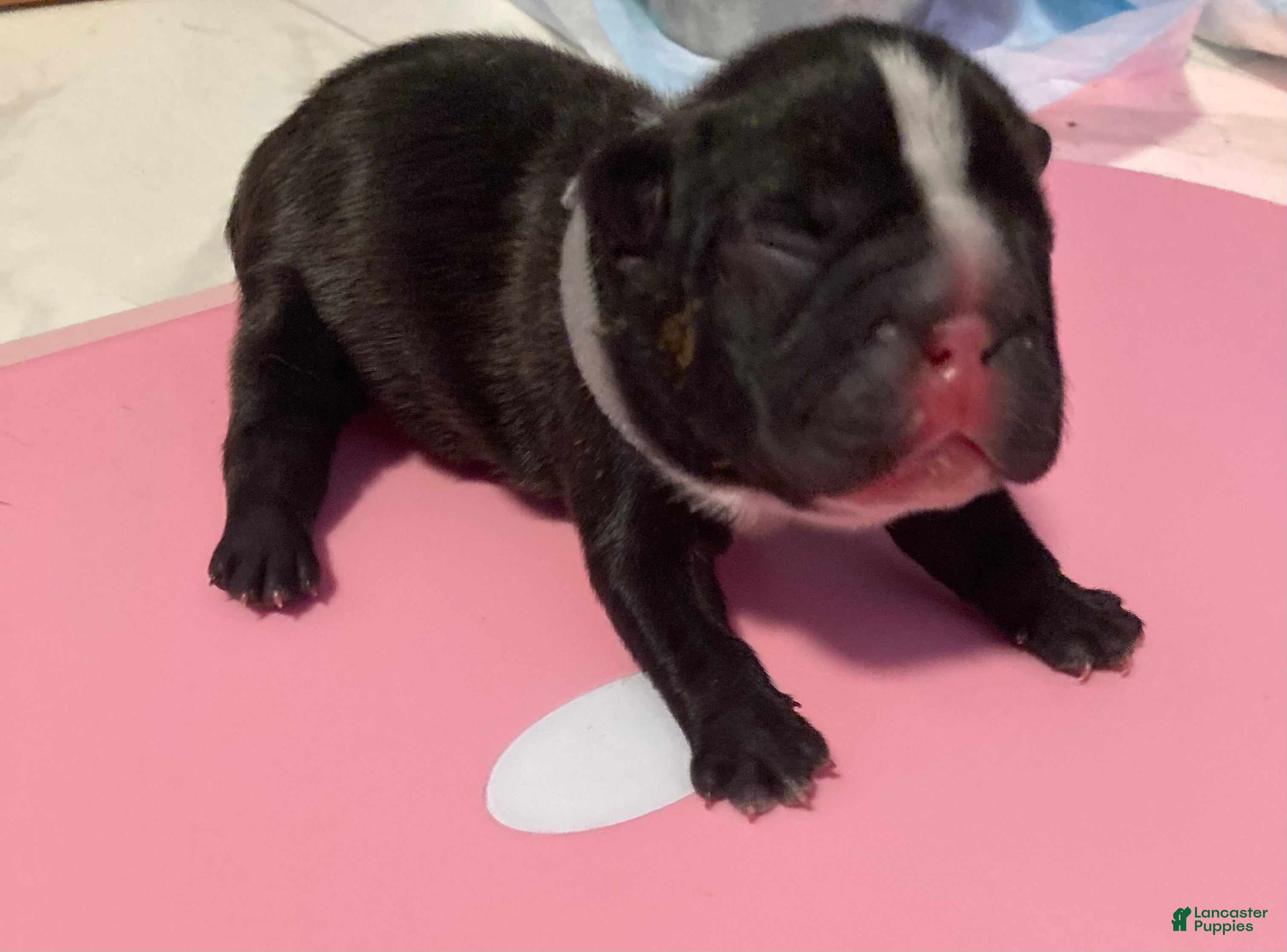 French Bulldog dogs for sale: Junior  - Ad 4