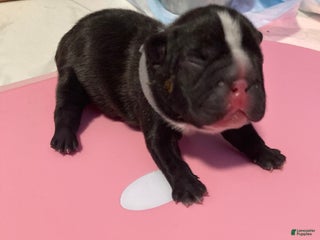 French Bulldog dogs for sale: Junior - Ad 4
