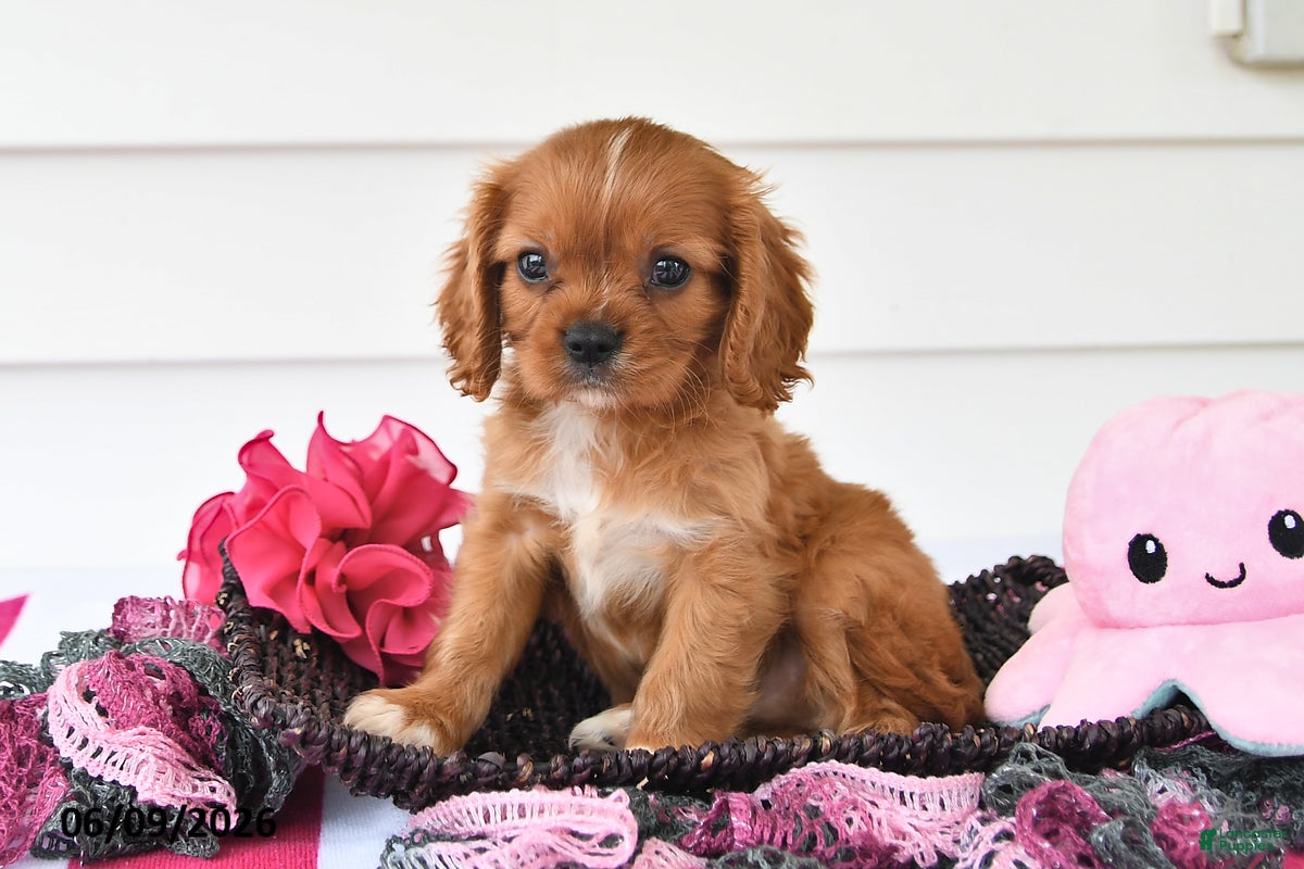 Cavalier King Charles Spaniel dogs Tony - Ad 1