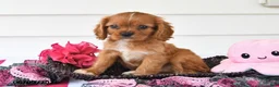 Cavalier King Charles Spaniel dogs for sale: Tony - Ad 1