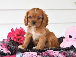 Cavalier King Charles Spaniel dogs for sale: Tony - Ad 3