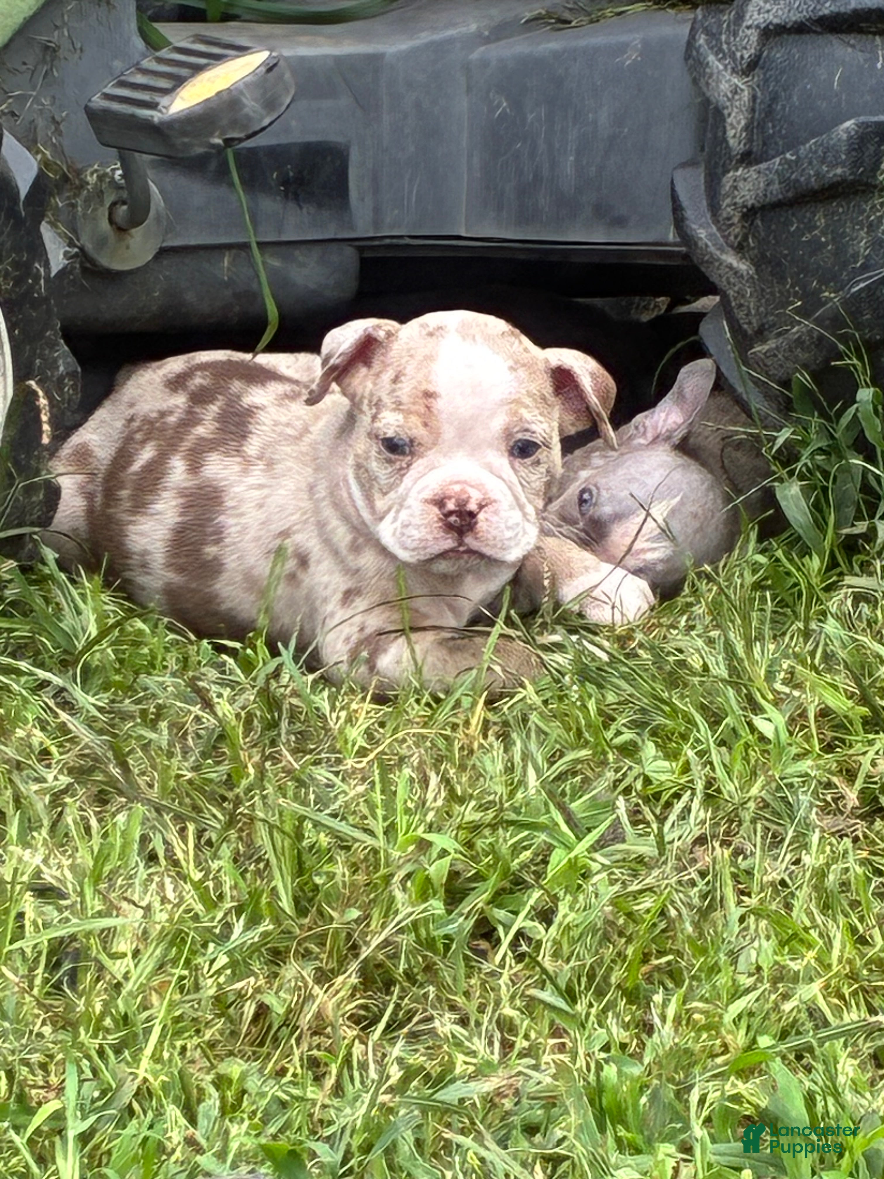 Olde English Bulldogge dogs Olde English Bulldogge 10 - Ad 1