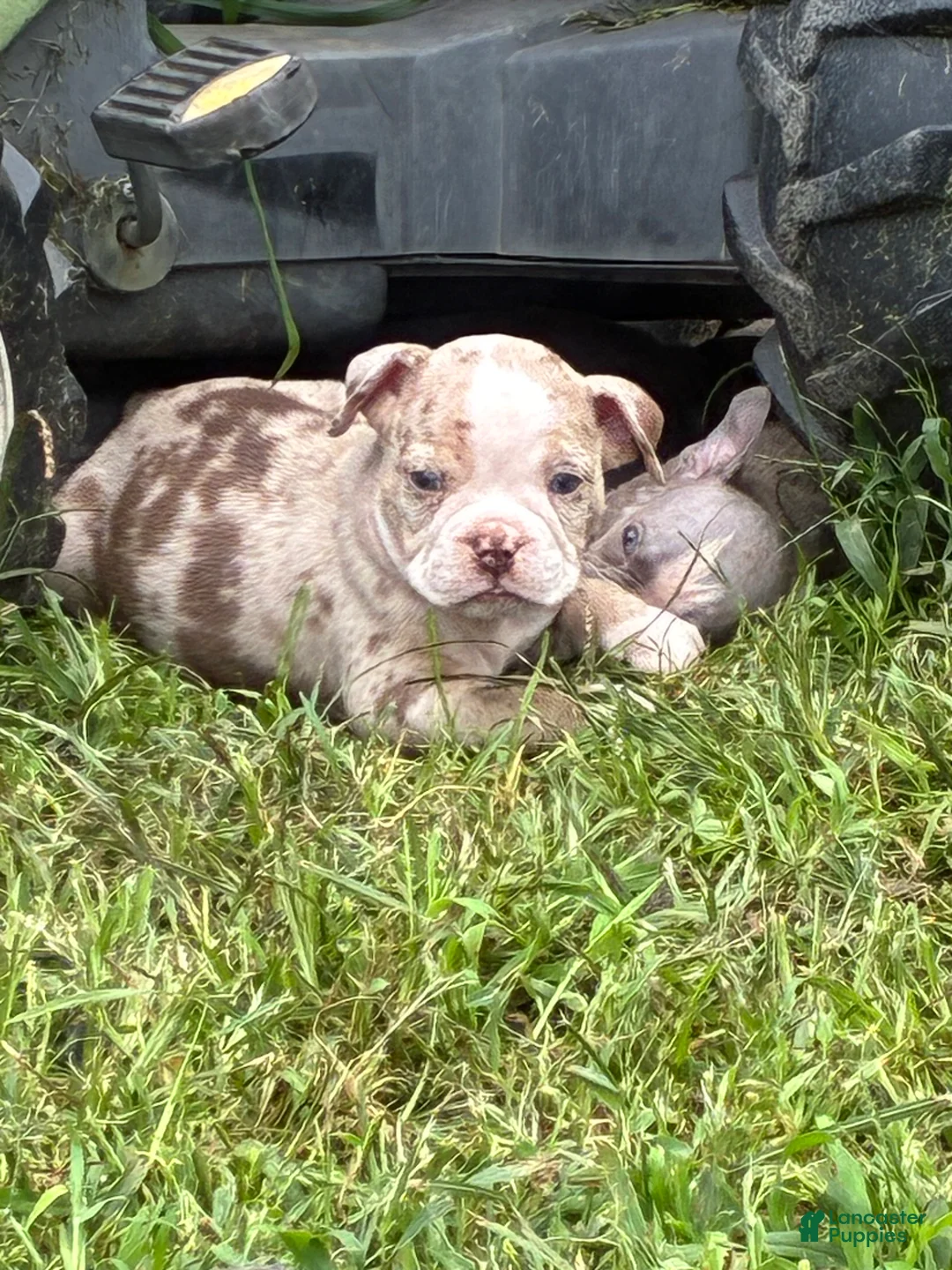 Olde English Bulldogge dogs for sale: Olde English Bulldogge 10 - Ad 1