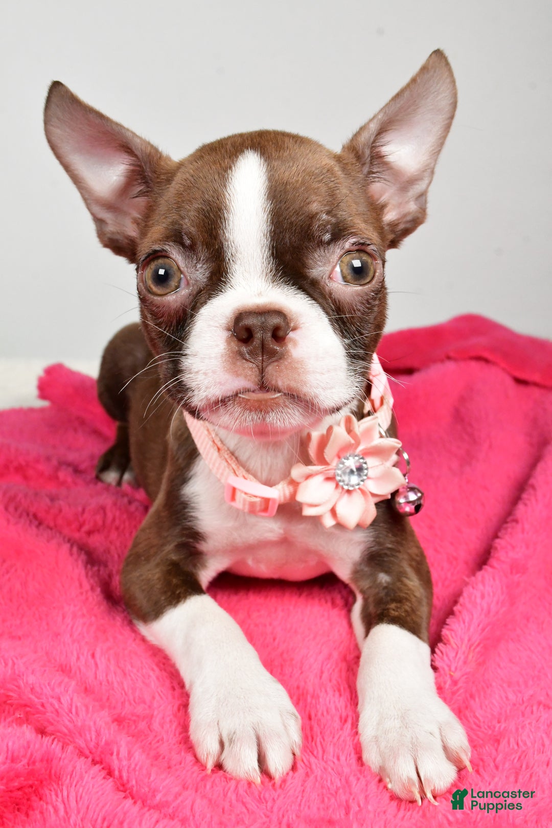 Boston Terrier dogs for sale: Ramona - Ad 7
