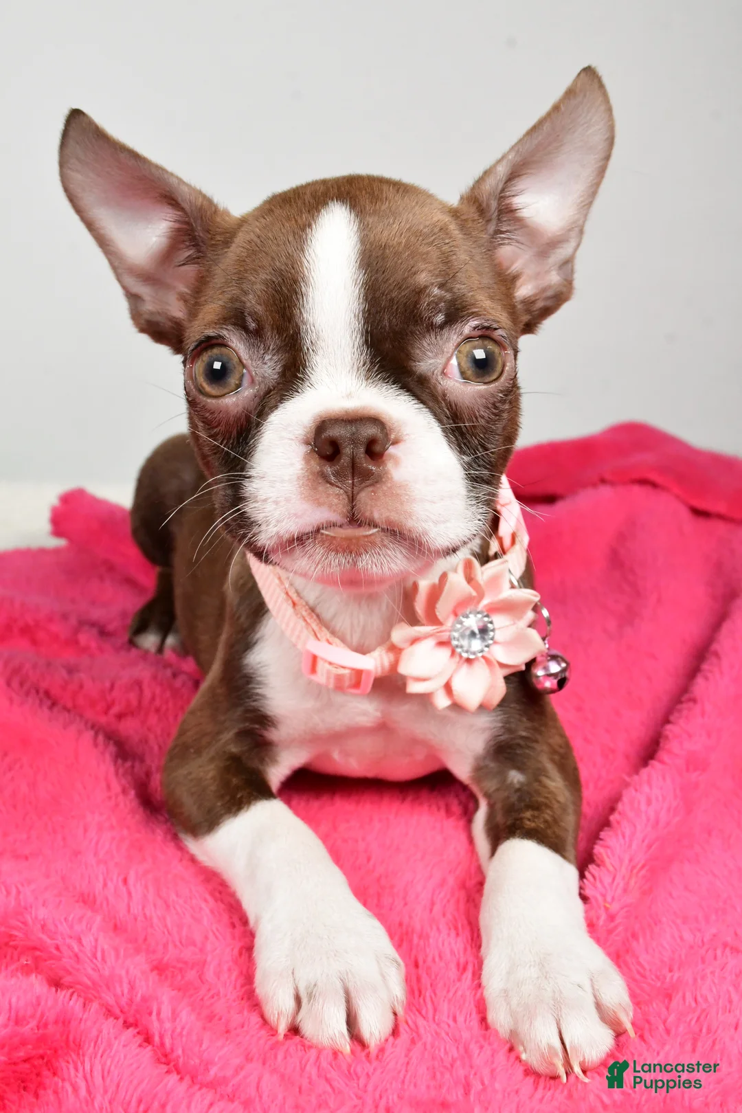 Boston Terrier dogs for sale: Ramona - Ad 7