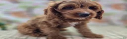 Cavapoo dogs for sale: Iceberg - Ad 27