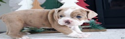 Olde English Bulldogge dogs for sale: Macy - Ad 6