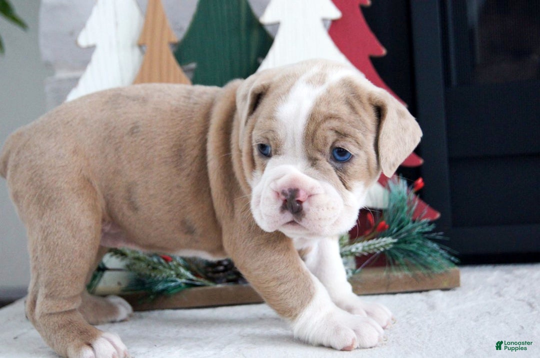 Olde English Bulldogge dogs for sale: Macy - Ad 6