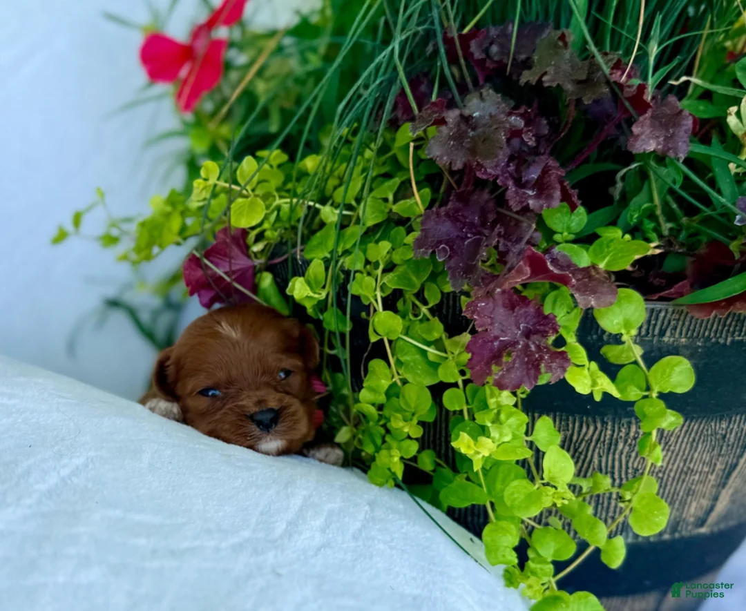 Cavapoo dogs for sale: Teddy - Ad 3