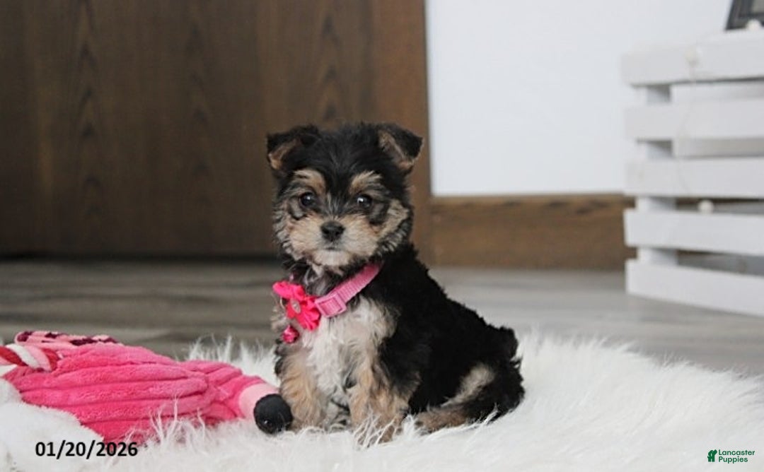 Yochon dogs for sale: Molly - Ad 8