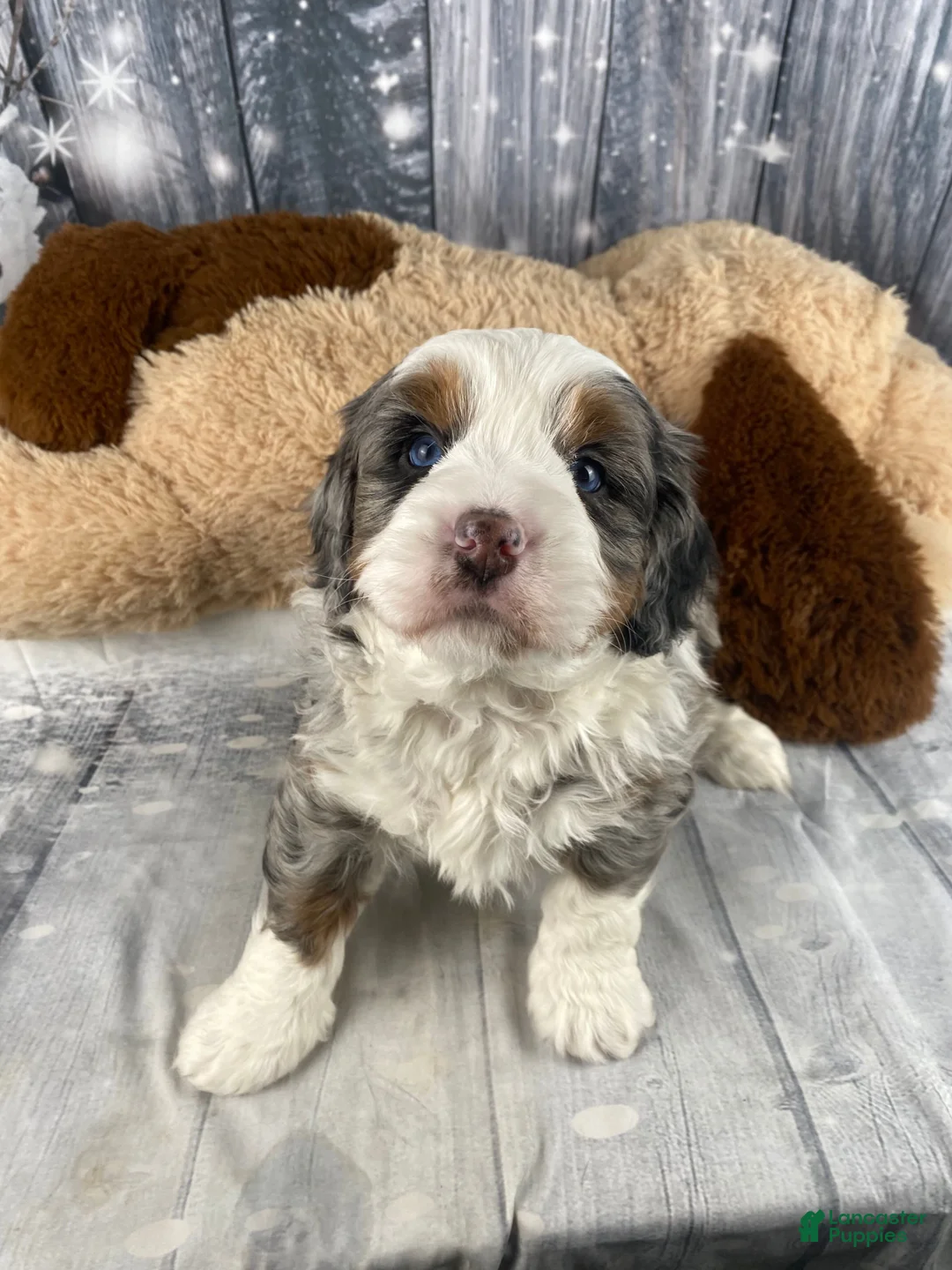 Mixed Breed dogs for sale: Rylan - Ad 4