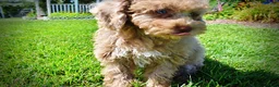 Havapoo dogs for sale: Gorgeous - Ad 11