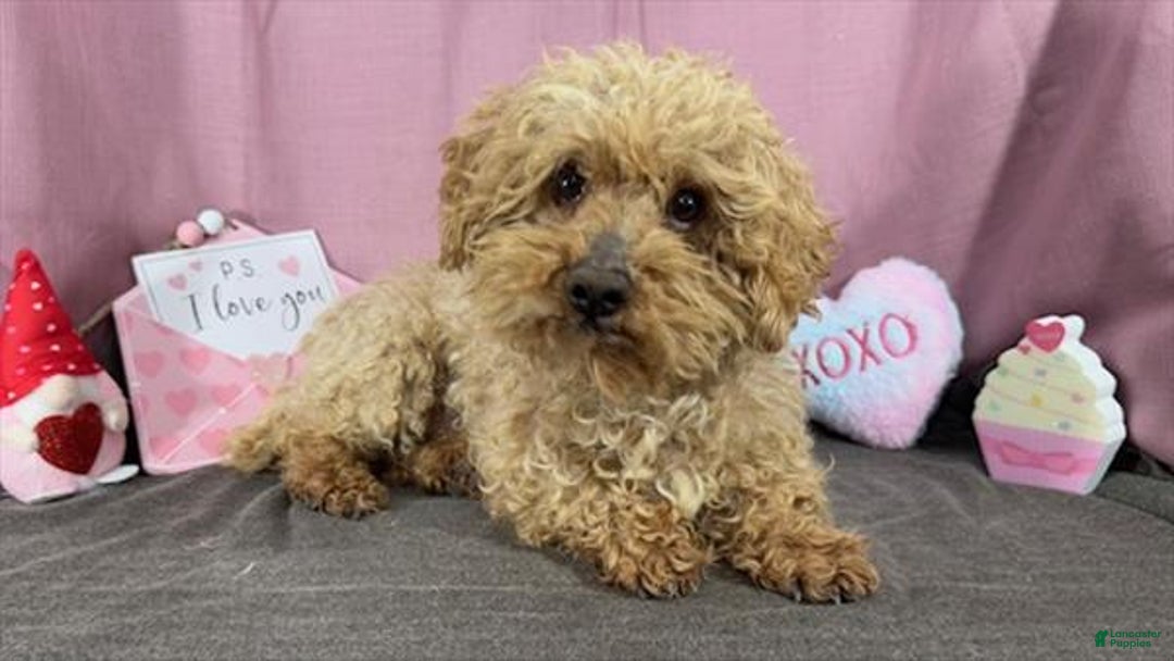 Toy Poodle dogs for sale: Toy Poodle Puppy 1 - Ad 8