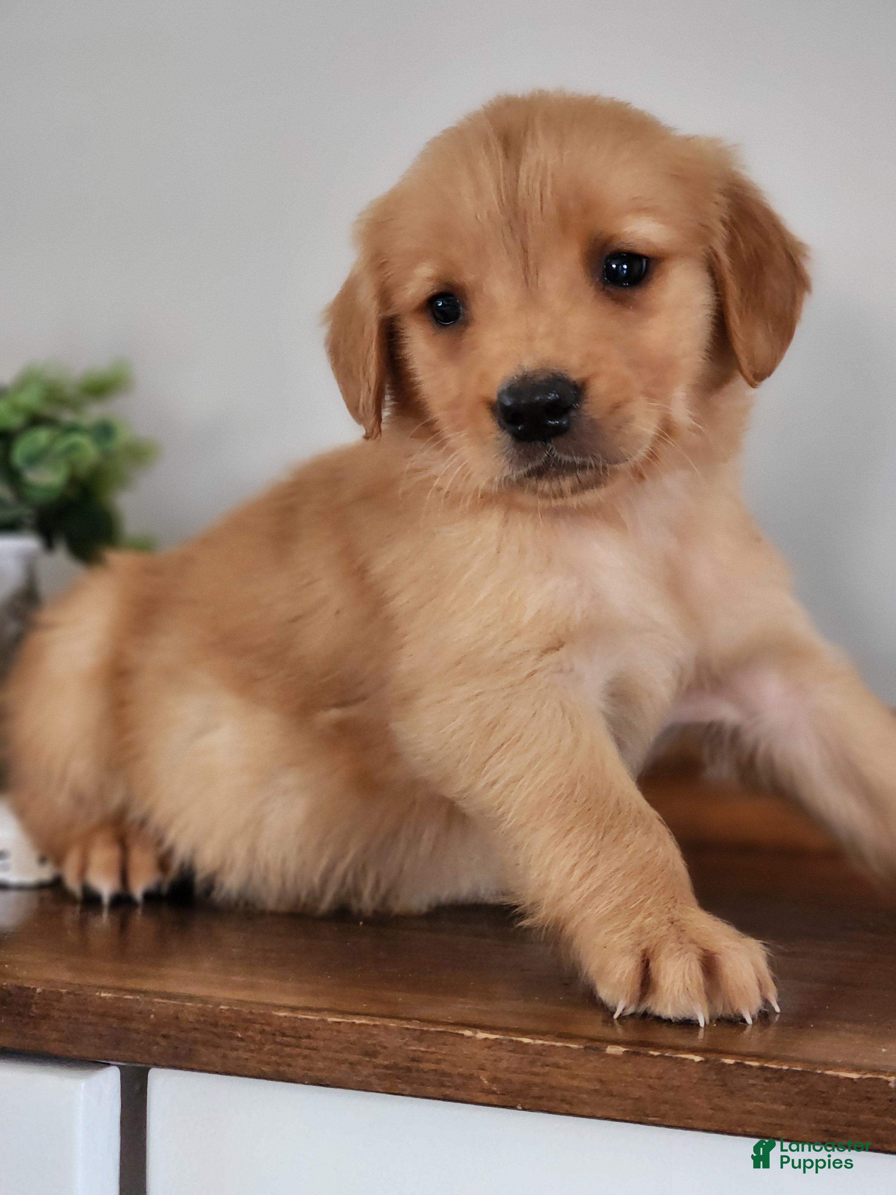 Golden Retriever dogs Roxy - Ad 2