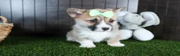 Welsh Corgi Pembroke dogs for sale: Ripley - Ad 7