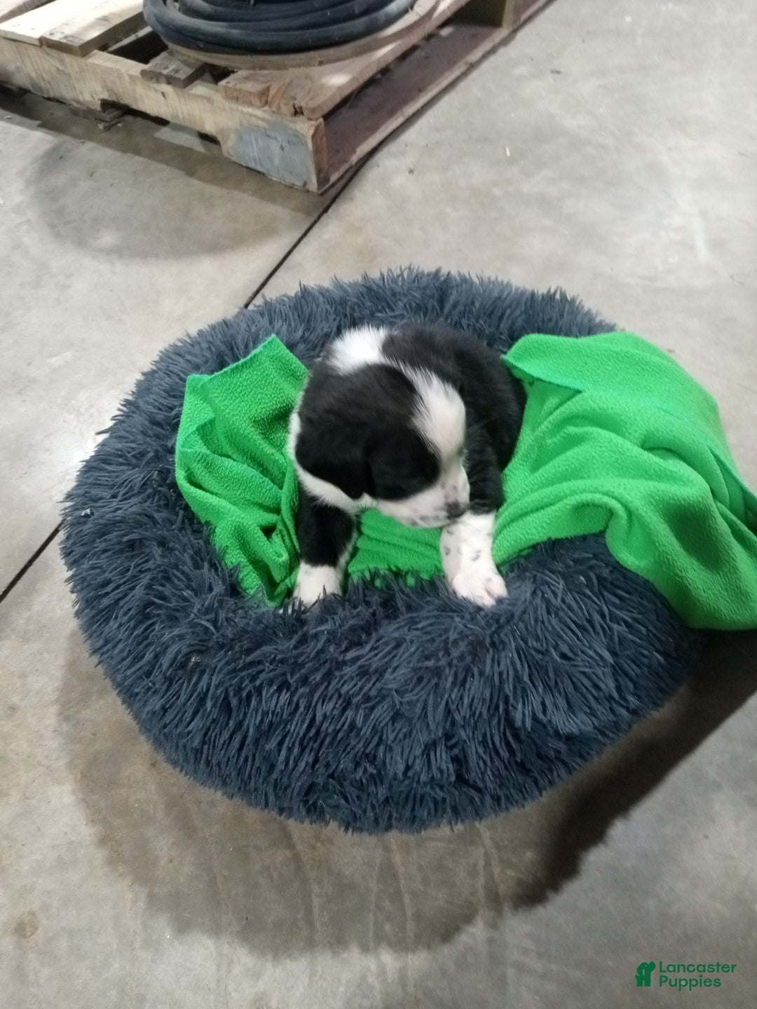 Mixed Breed dogs for sale: Caillou  - Ad 6