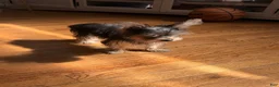 Yorkshire Terrier dogs for sale: Yorkshire Terrier 1 - Ad 2