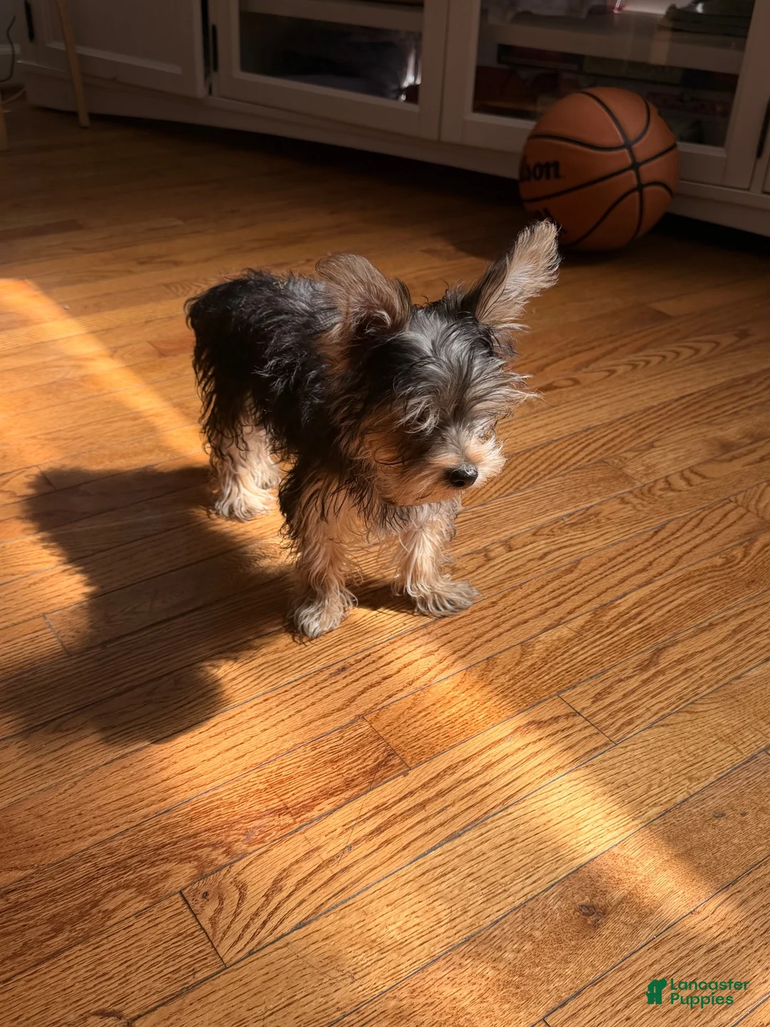 Yorkshire Terrier dogs for sale: Yorkshire Terrier 1 - Ad 2