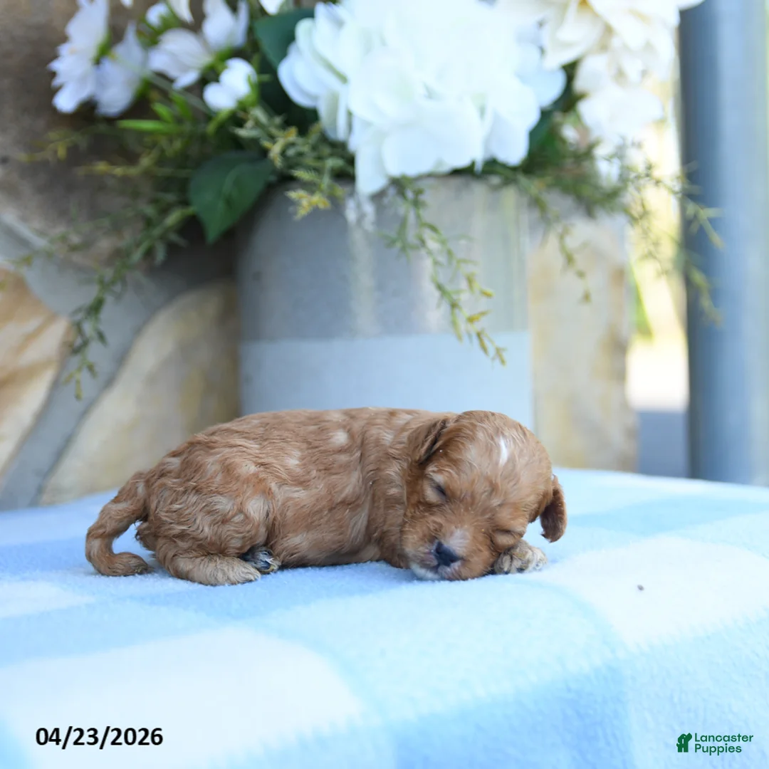 Cavapoo dogs for sale: Slate - Ad 2