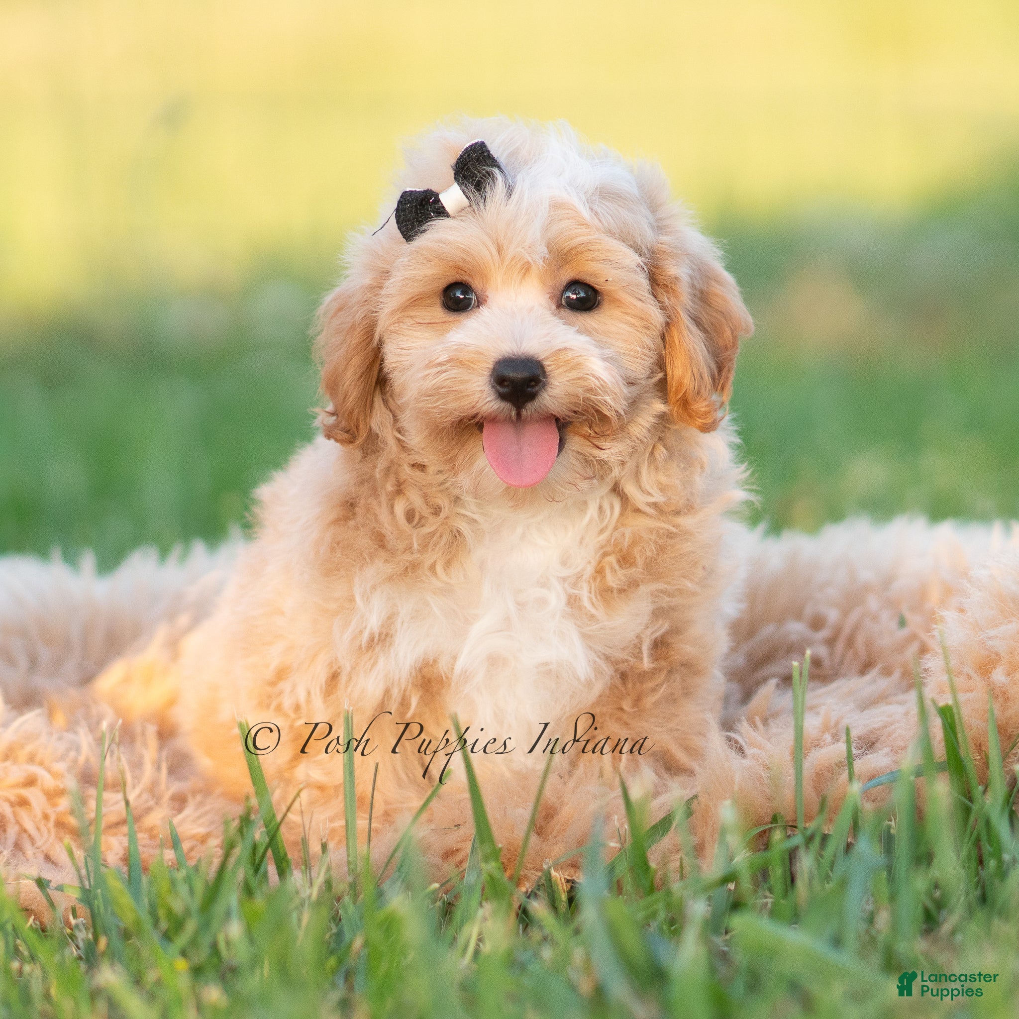 Maltipoo dogs Louie - Ad 24