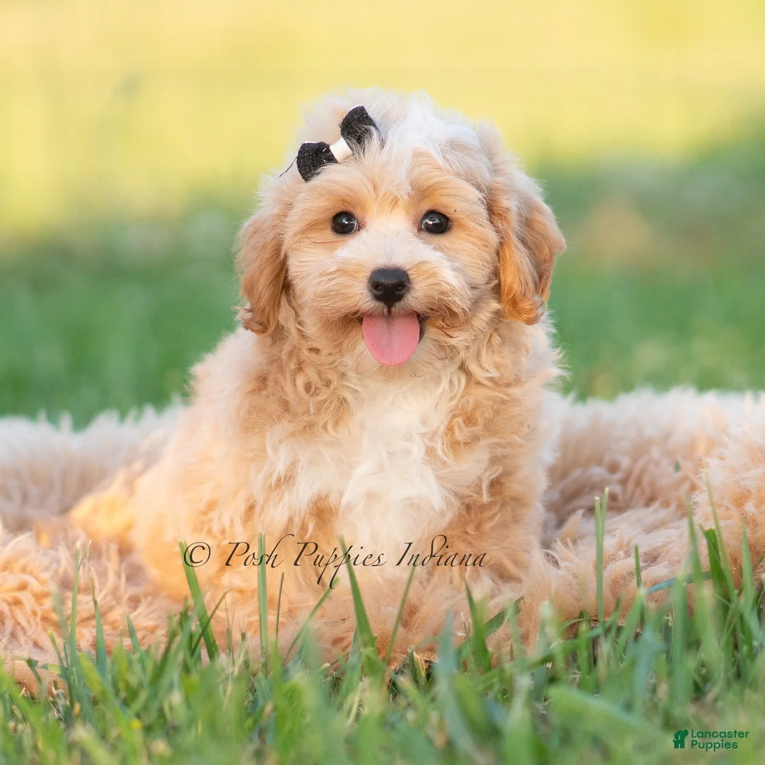 Maltipoo dogs for sale: Louie - Ad 1