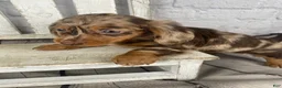 Miniature Dachshund dogs for sale: Abby - Ad 7