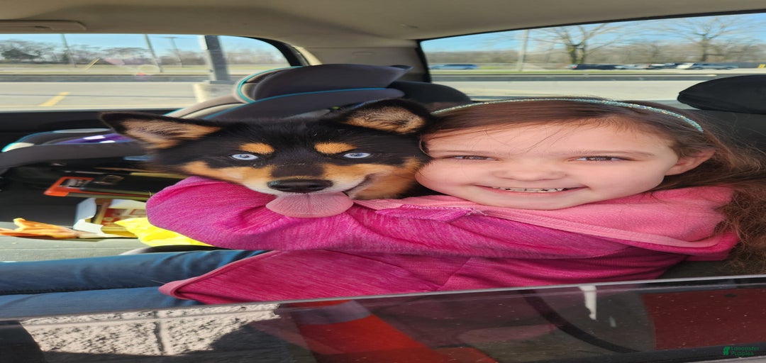 Gallery Image {{count}}