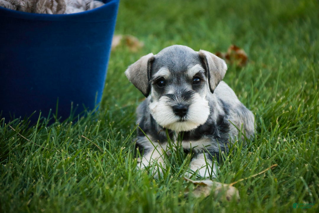 Miniature Schnauzer dogs for sale: Kris - Ad 6