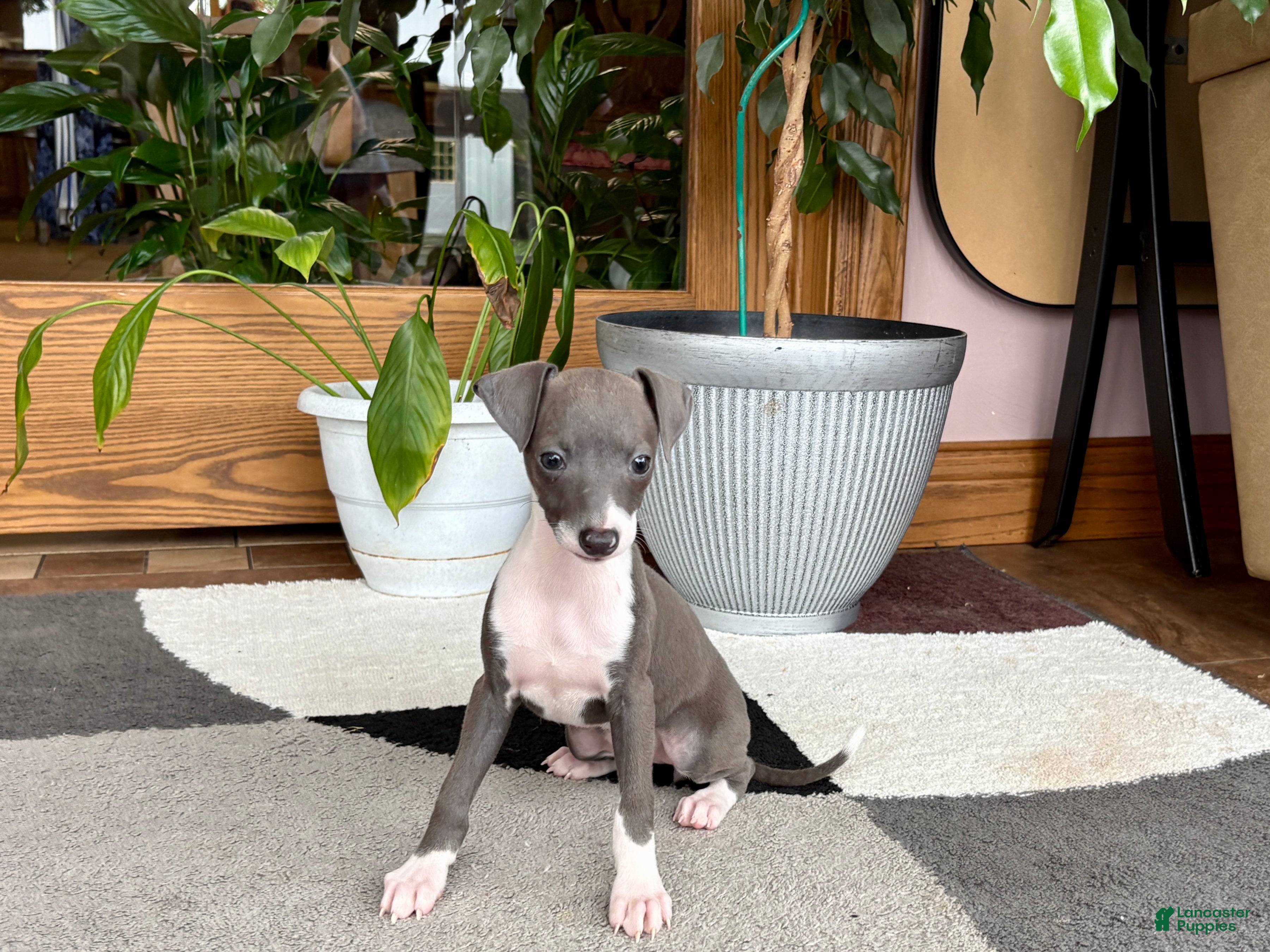 Italian Greyhound dogs Anna  - Ad 1