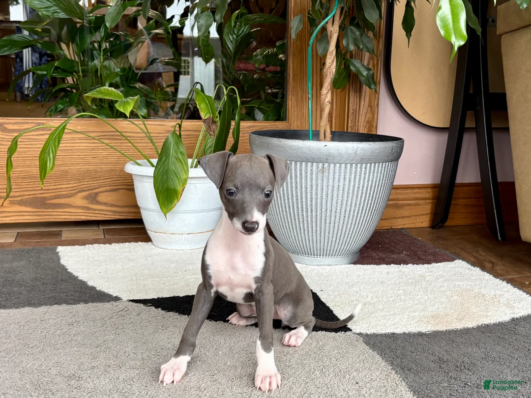 Italian Greyhound dogs for sale: Anna  - Ad 1