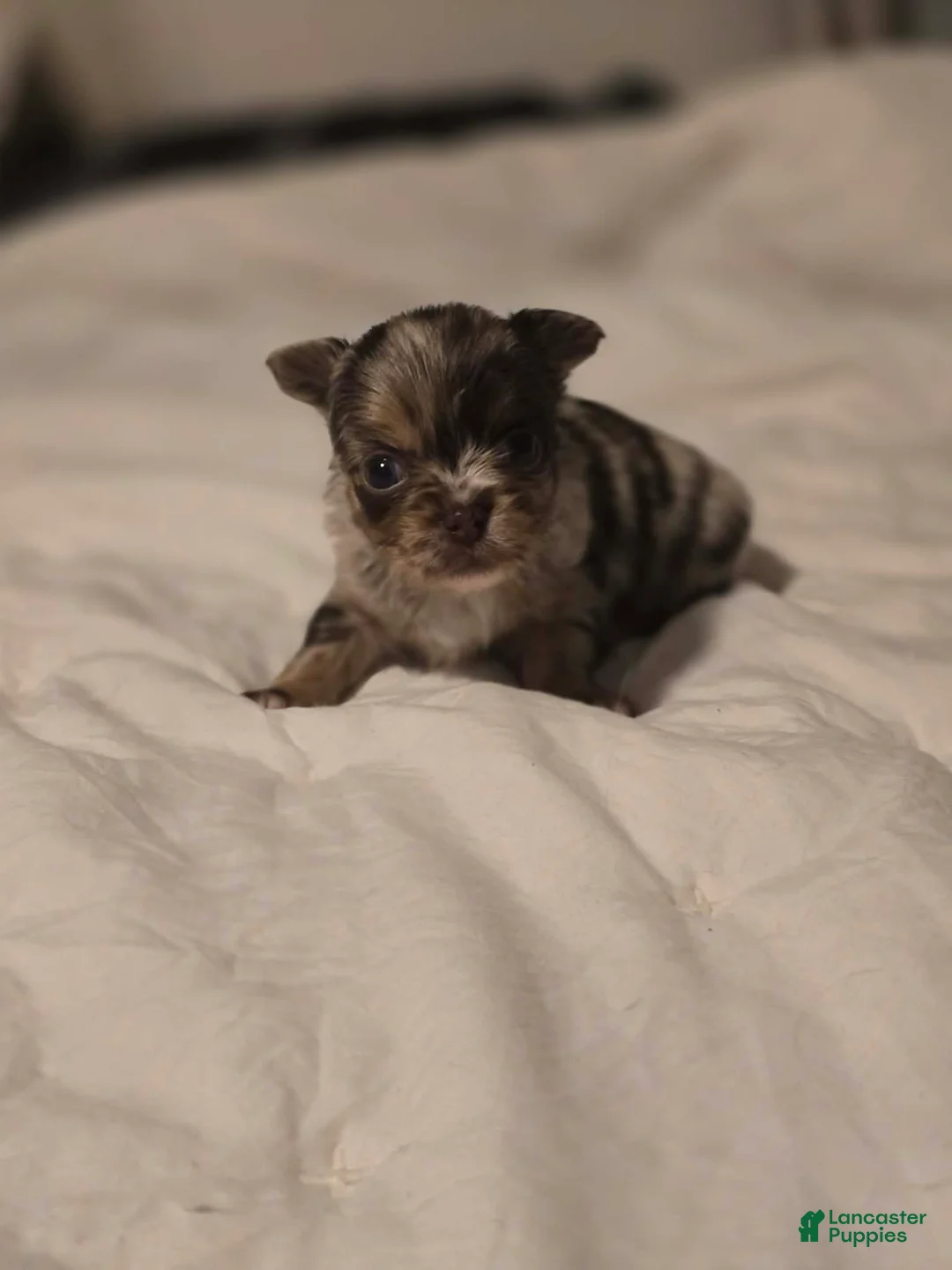 Chihuahua dogs for sale: jones - Ad 2