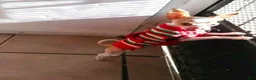 Chihuahua dogs for sale: Micro Teacup white female. Hand Delivery  - Ad 10