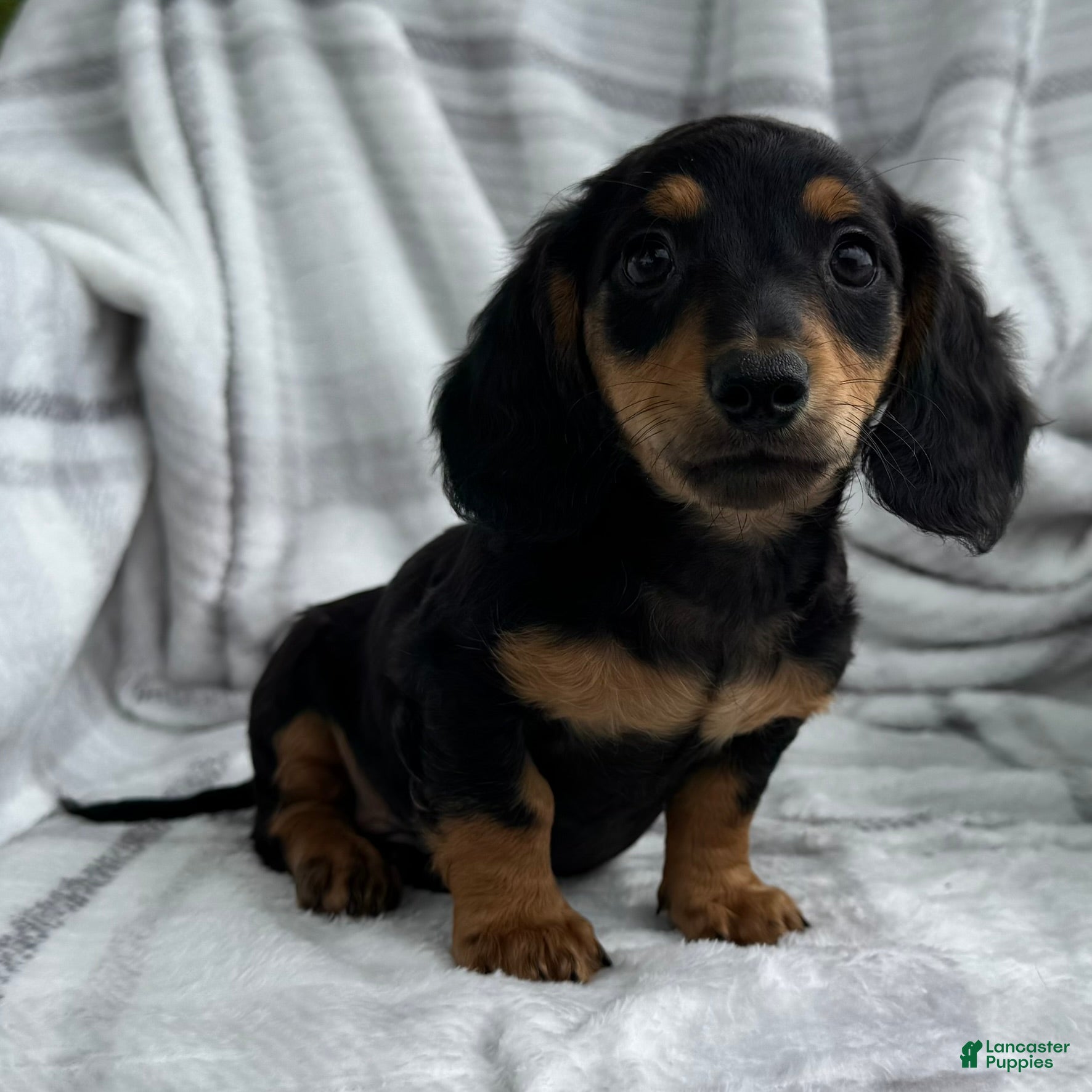 Dachshund dogs Dirk - Ad 2