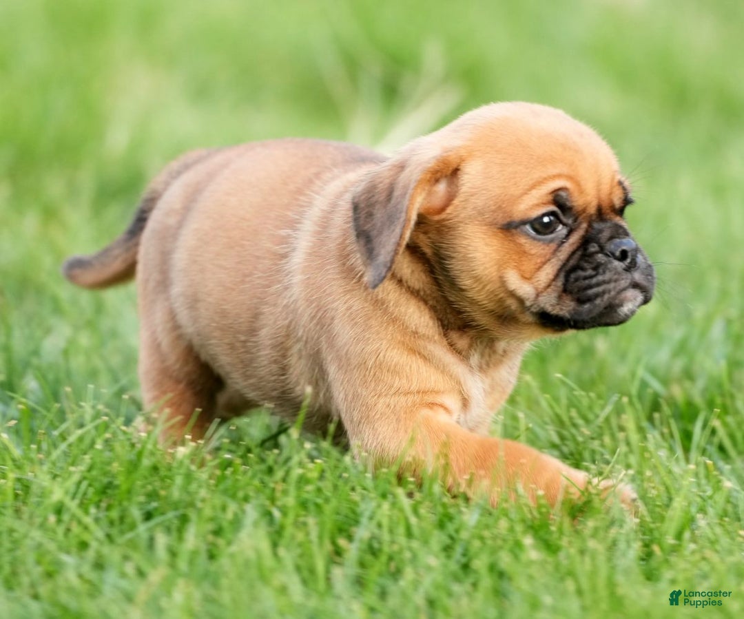 Puggle dogs for sale: Benson - Ad 8