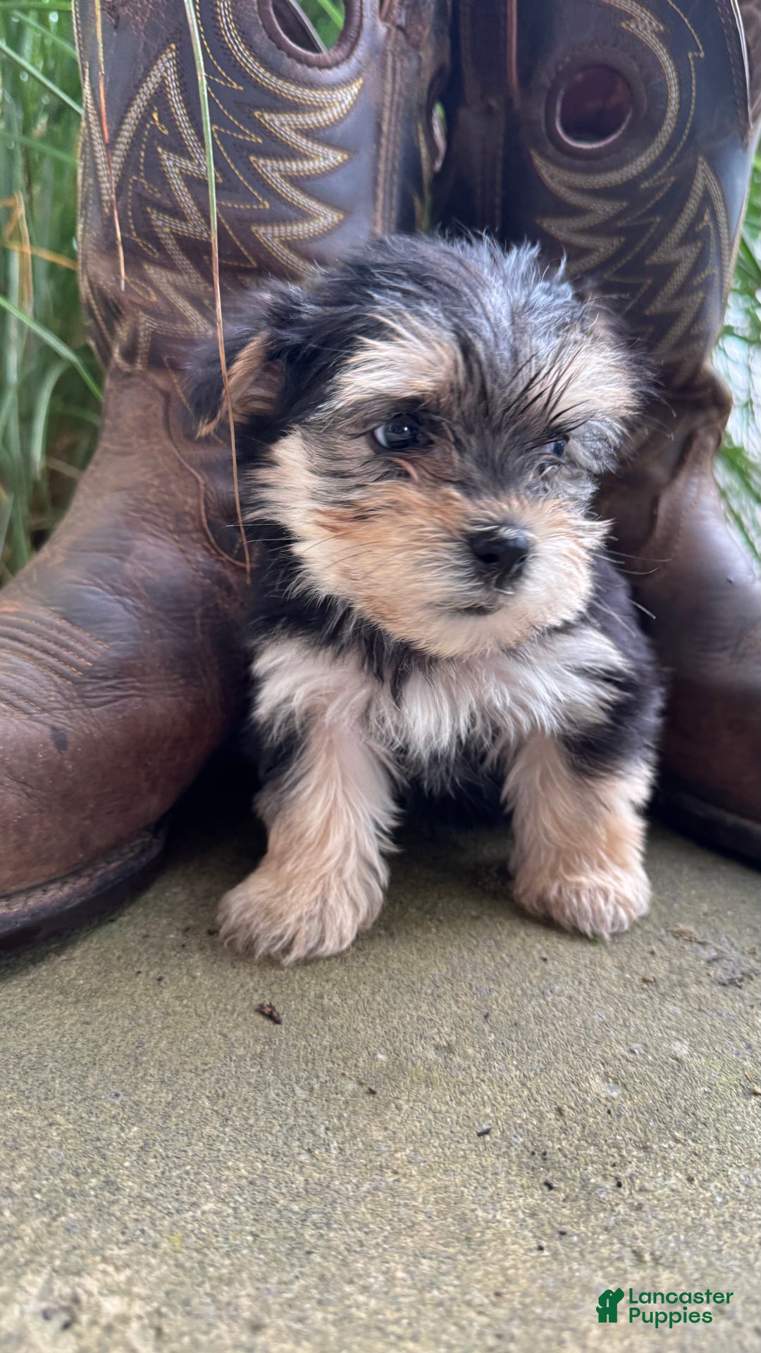 Morkie dogs for sale: Clover - Ad 3