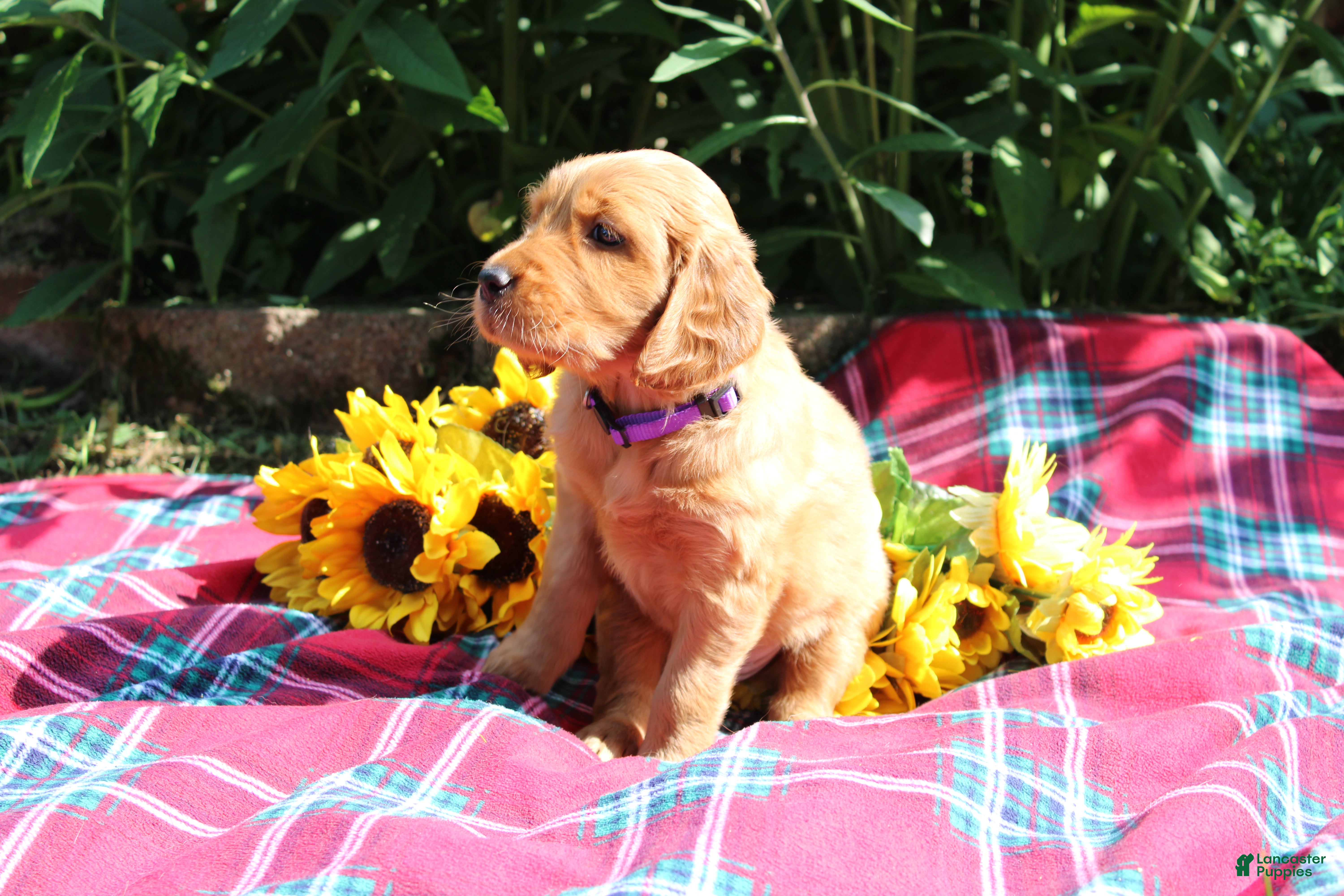 Mixed Breed dogs Mia - Irish Goldendoodle  - Ad 2