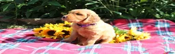 Mixed Breed dogs for sale: Mia - Irish Goldendoodle  - Ad 2