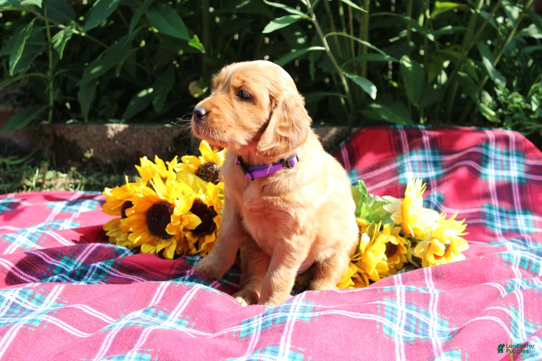 Mixed Breed dogs for sale: Mia - Irish Goldendoodle  - Ad 2
