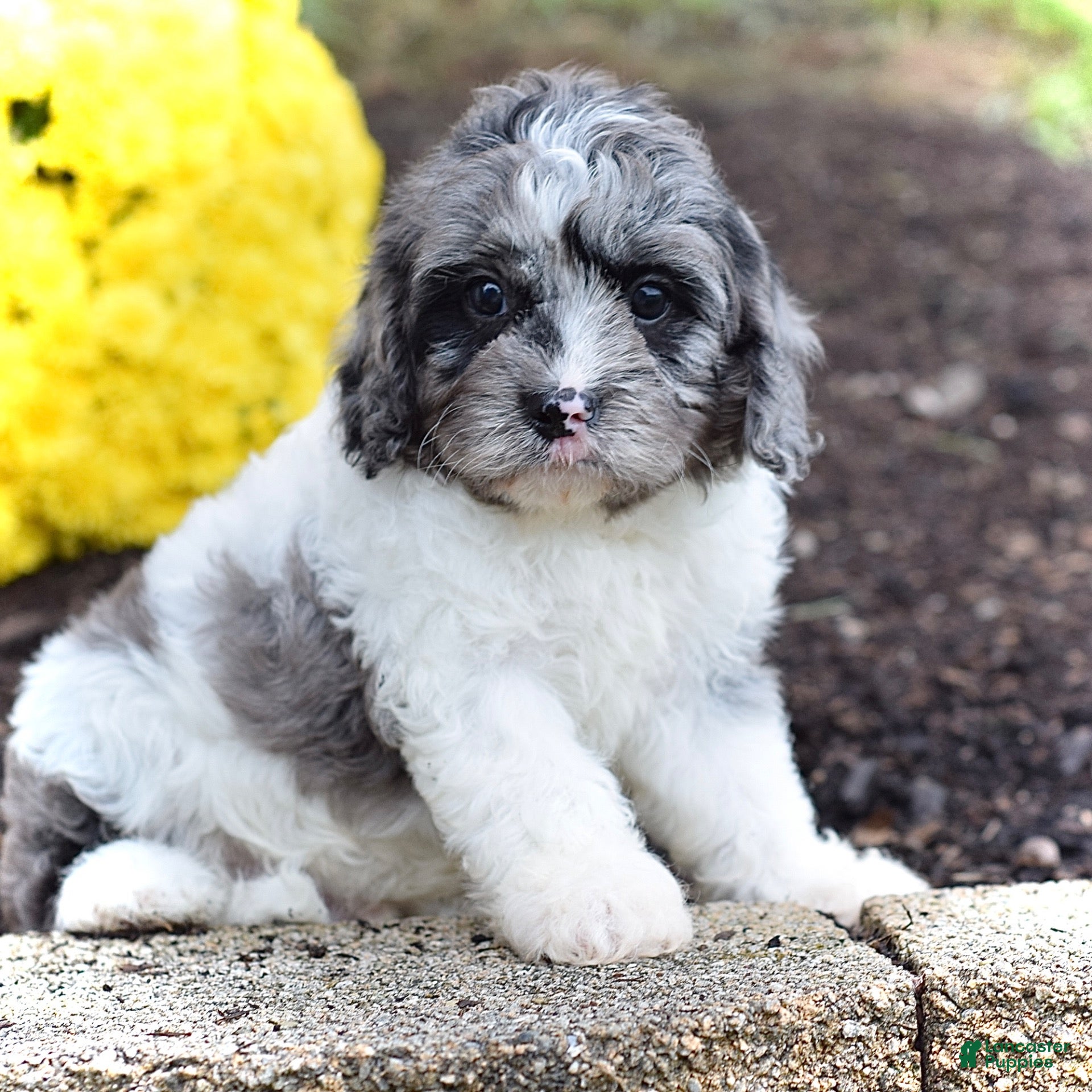 Cavapoo dogs Hunter - Ad 1