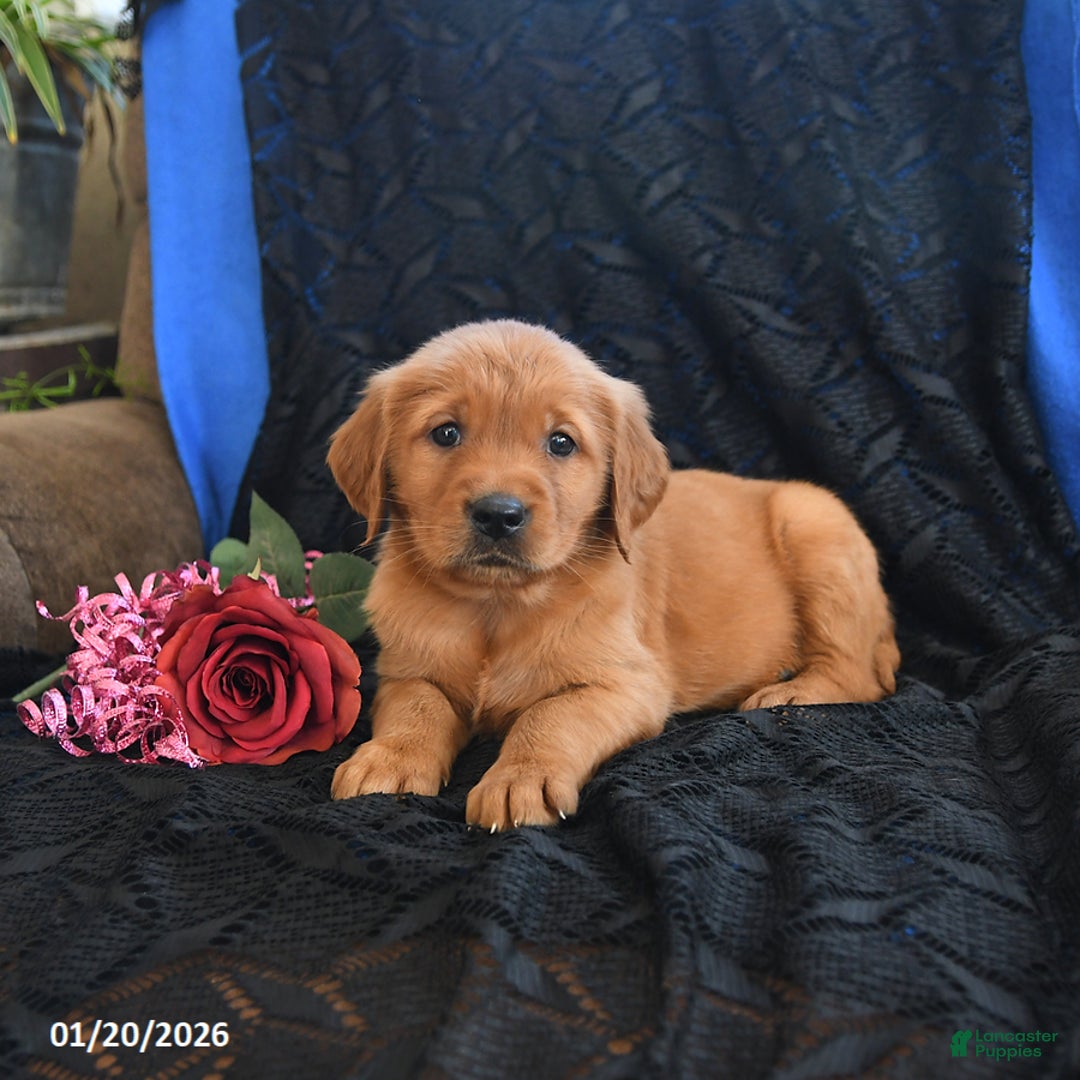 Golden Retriever dogs for sale: Janelle - Ad 2