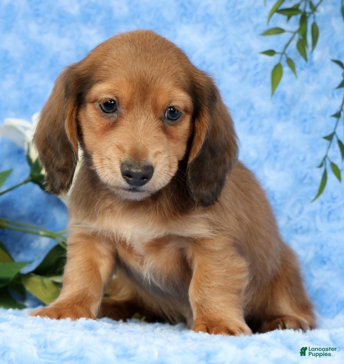 Miniature Dachshund dogs Scott - Ad 2