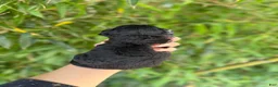 Mixed Breed dogs for sale: F1 toy Aussiedoodle Puppy 4 - Ad 2
