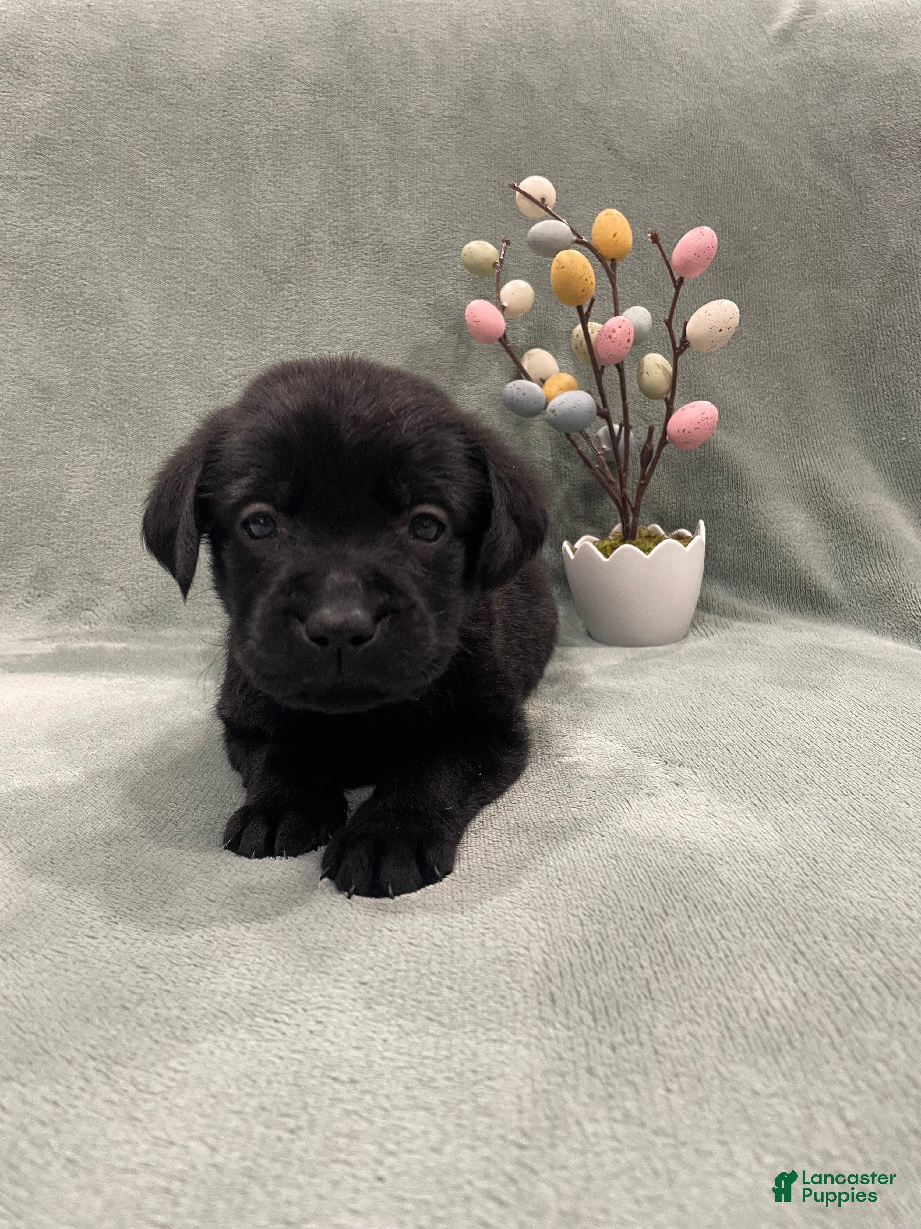 Labrador Retriever dogs Labrador Retriever Collar Pink - Ad 2