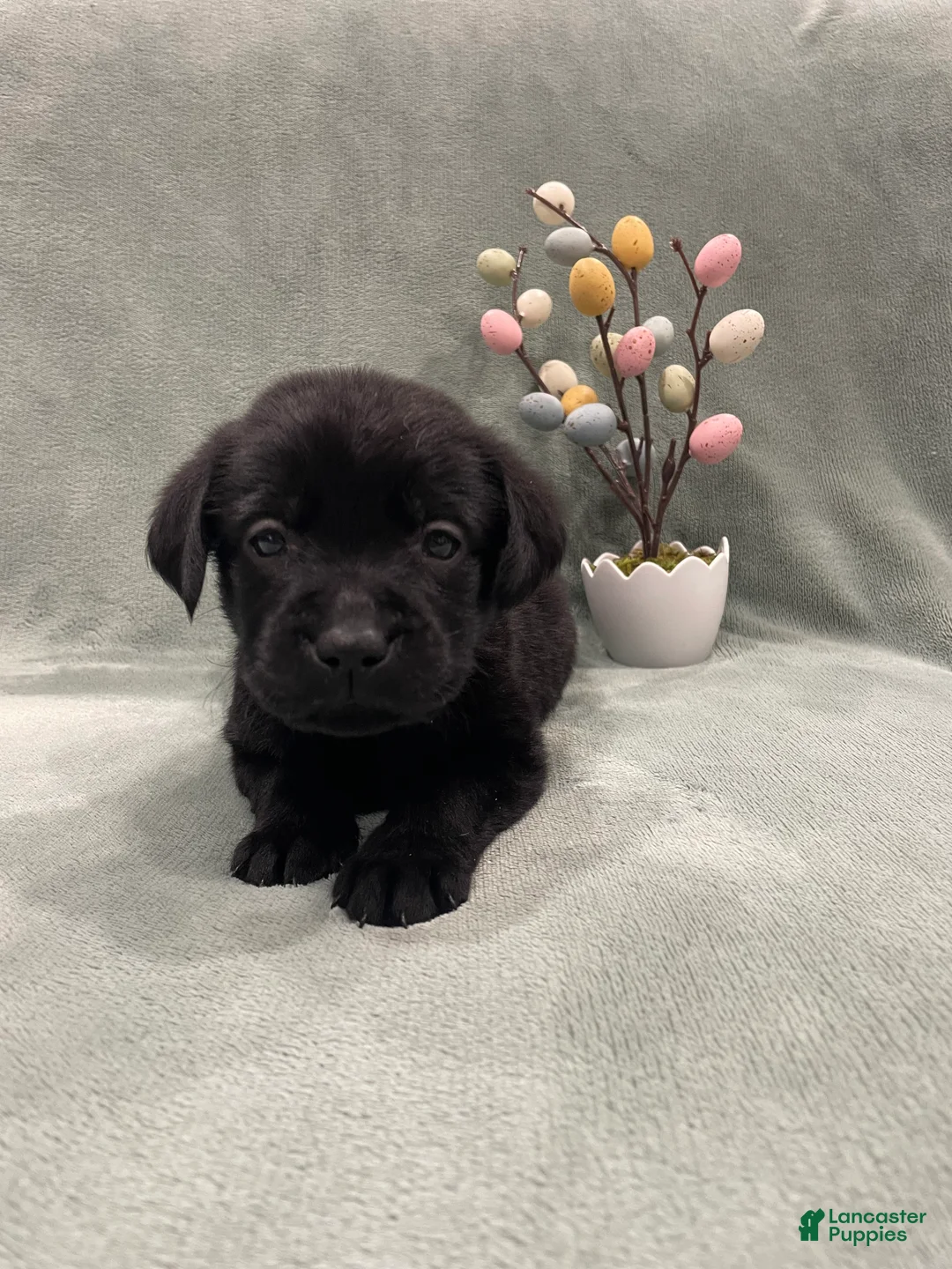 Labrador Retriever dogs for sale: Labrador Retriever Collar Pink - Ad 2