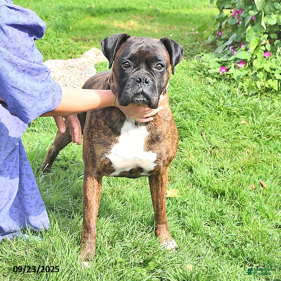 Sheba for sale in Osceola Lancaster Puppies