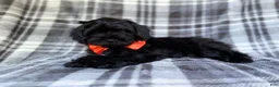 Shihpoo dogs for sale: Zander - Ad 7