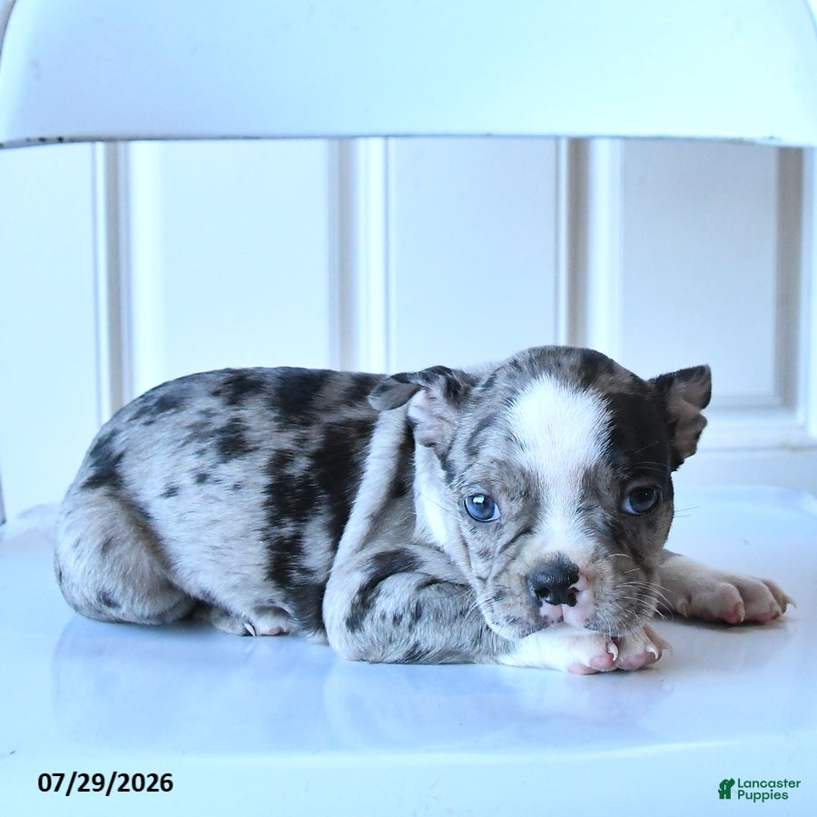Boston Terrier dogs Jalisa - Ad 2