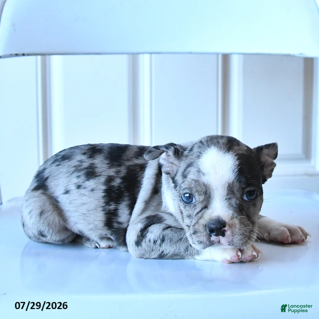 Boston Terrier dogs for sale: Jalisa - Ad 2