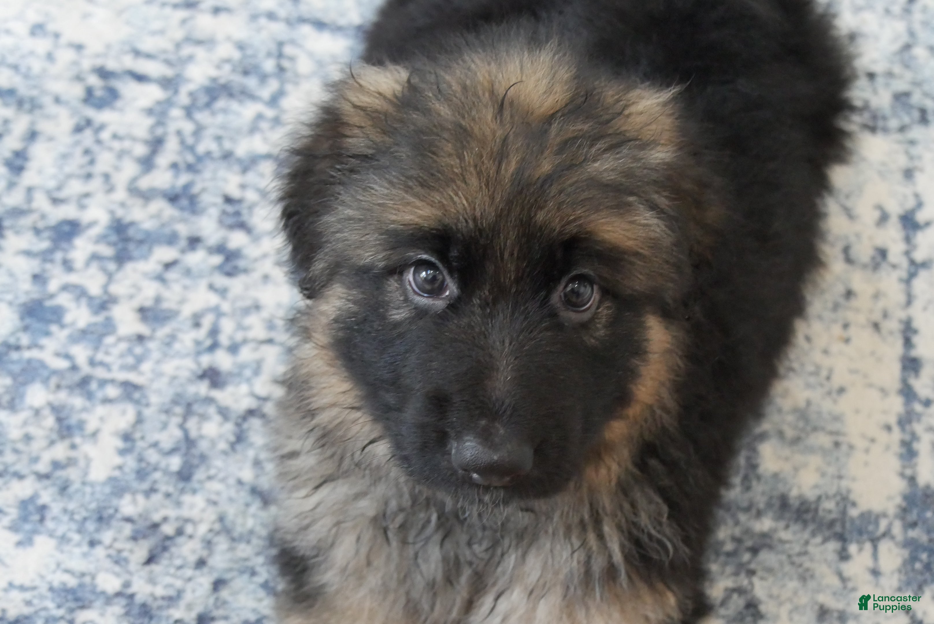 German Shepherd dogs German Shepherd Long Haired Female - Ad 2